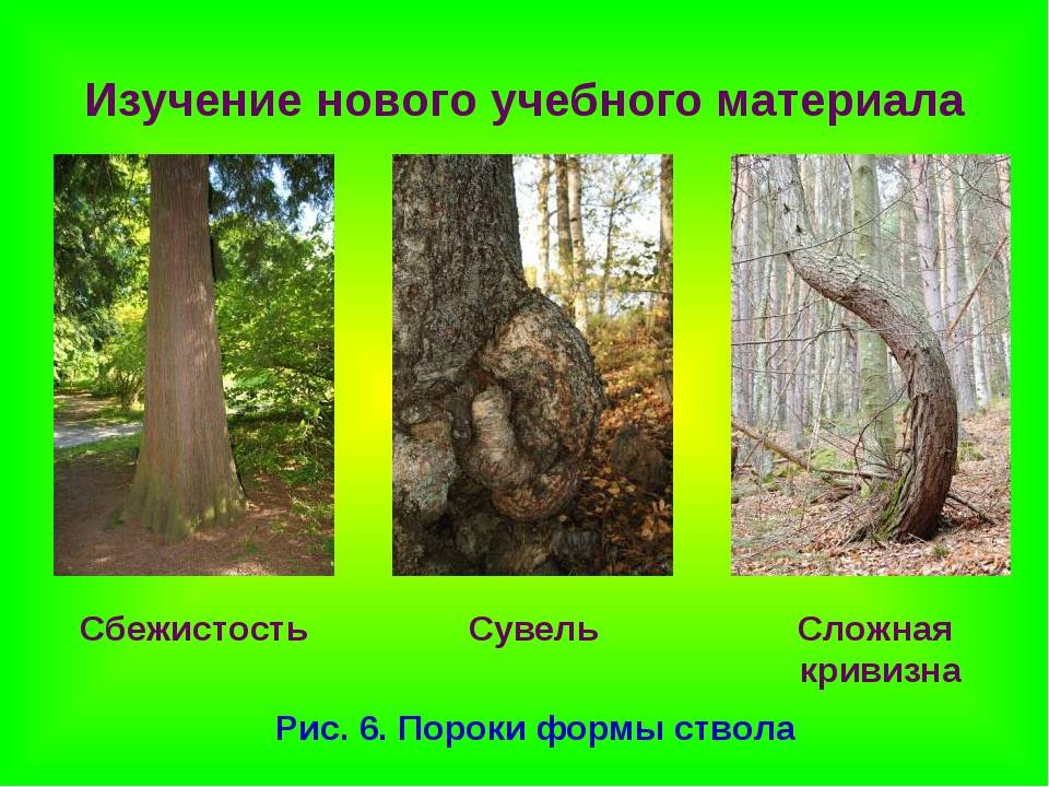 Пороки древесины и их влияние на качество